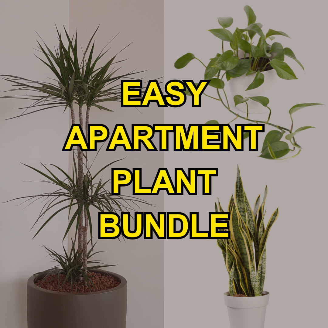 Easy Apartment Plant Pack