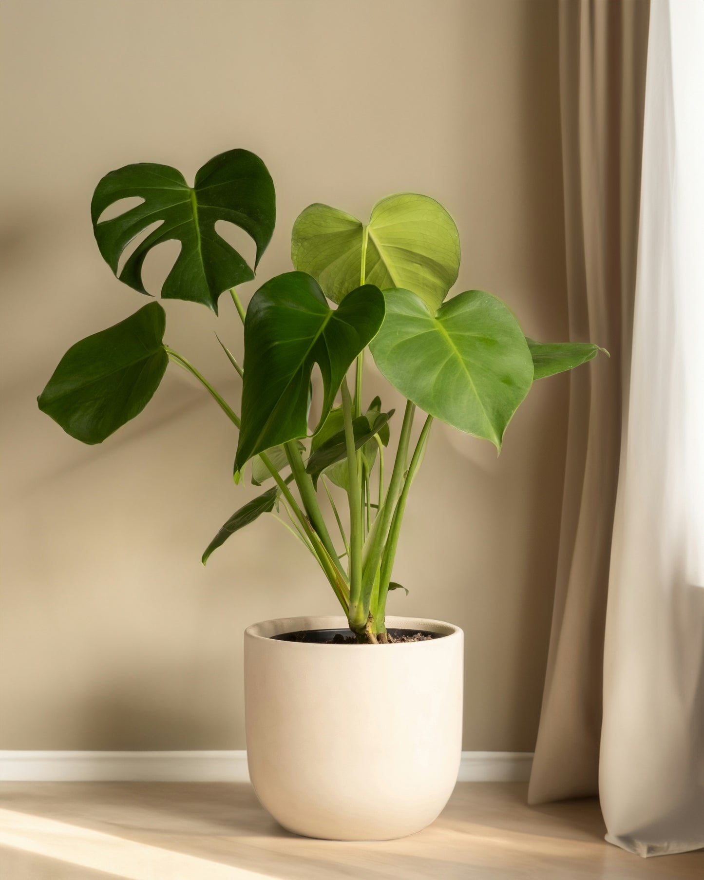 Monstera deliciosa in a home