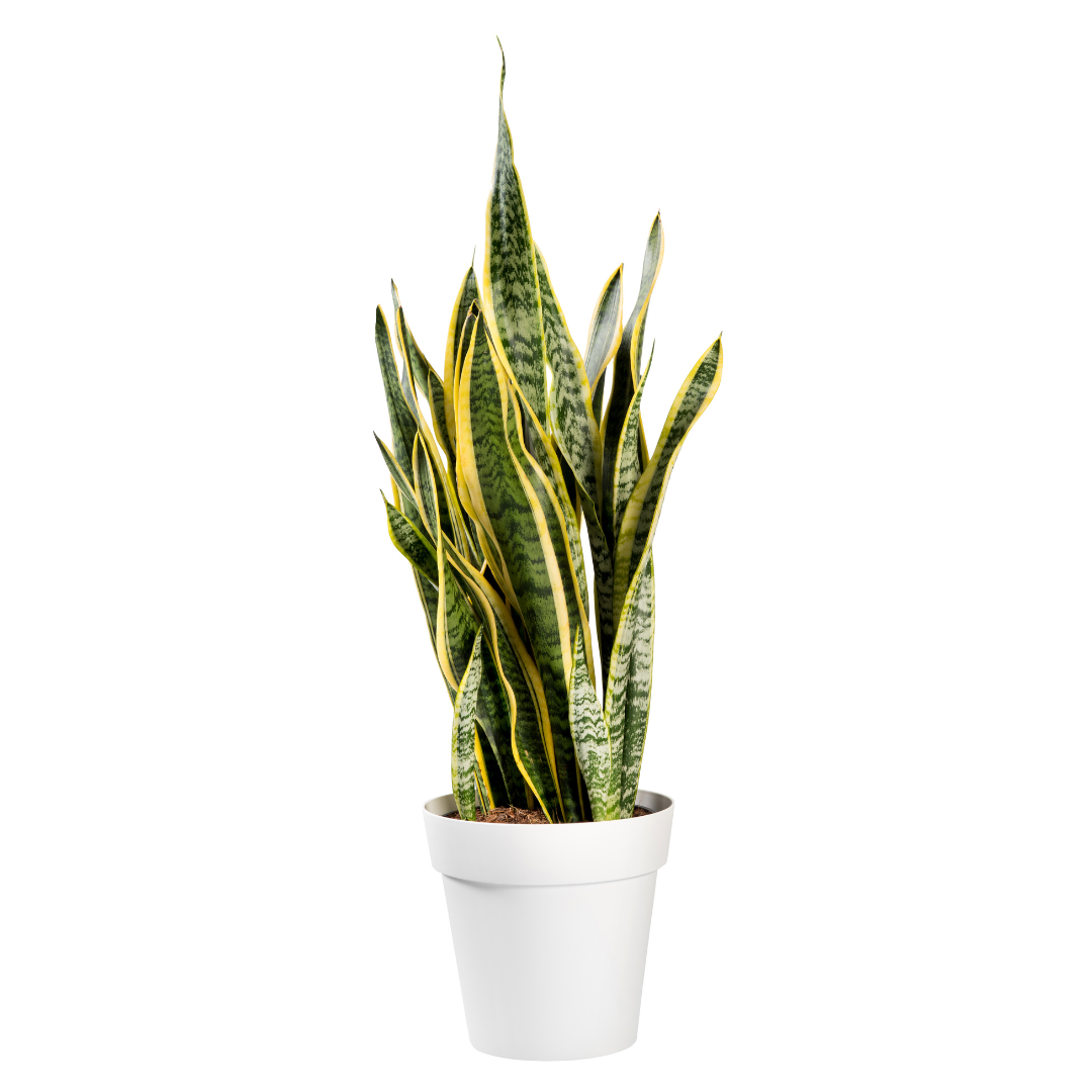 Snake Plant