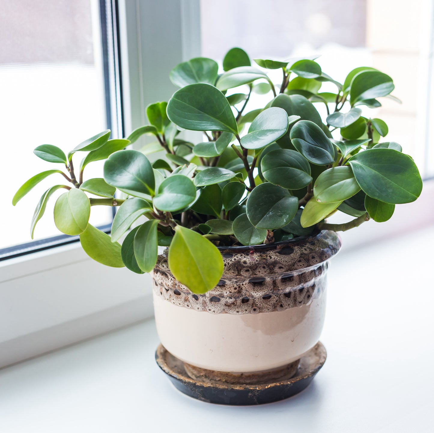 Easy plant on a windowsill