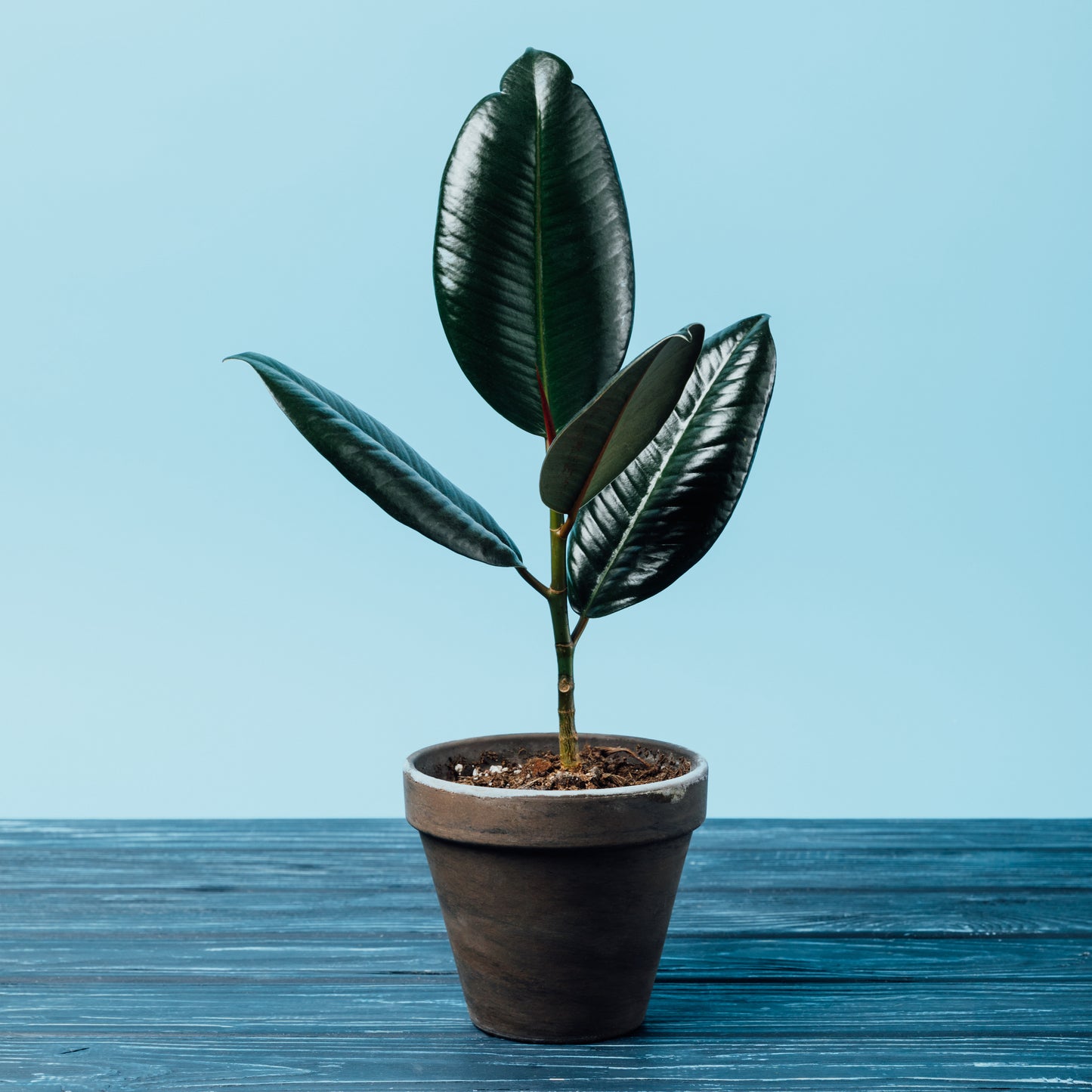 Small ficus elastica