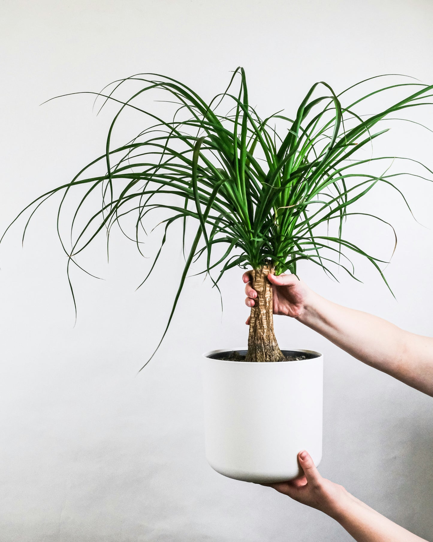 Person holding up small palm tree
