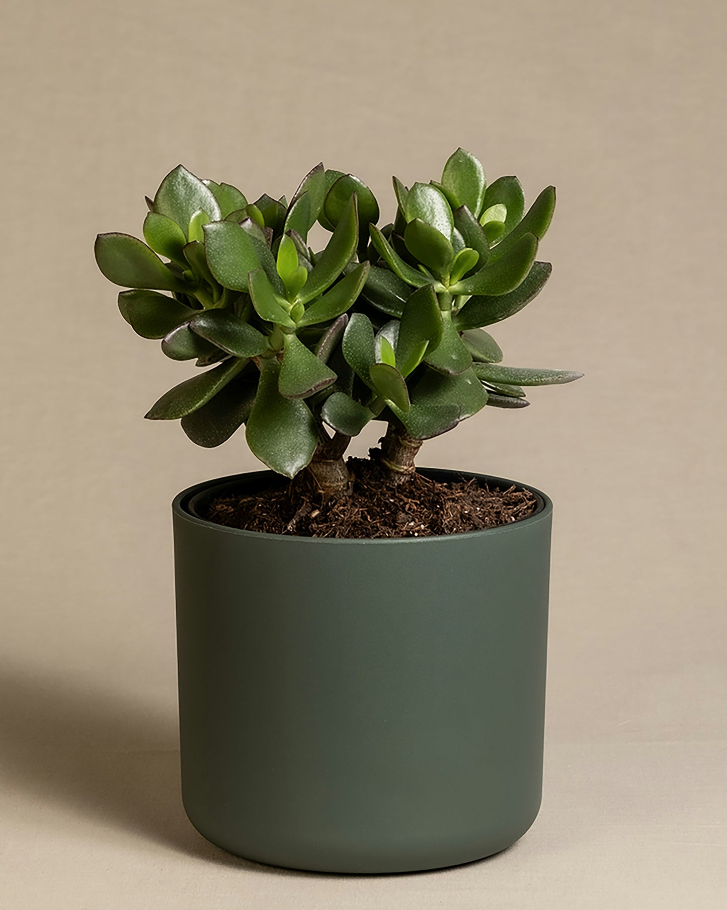 Potted jade plant