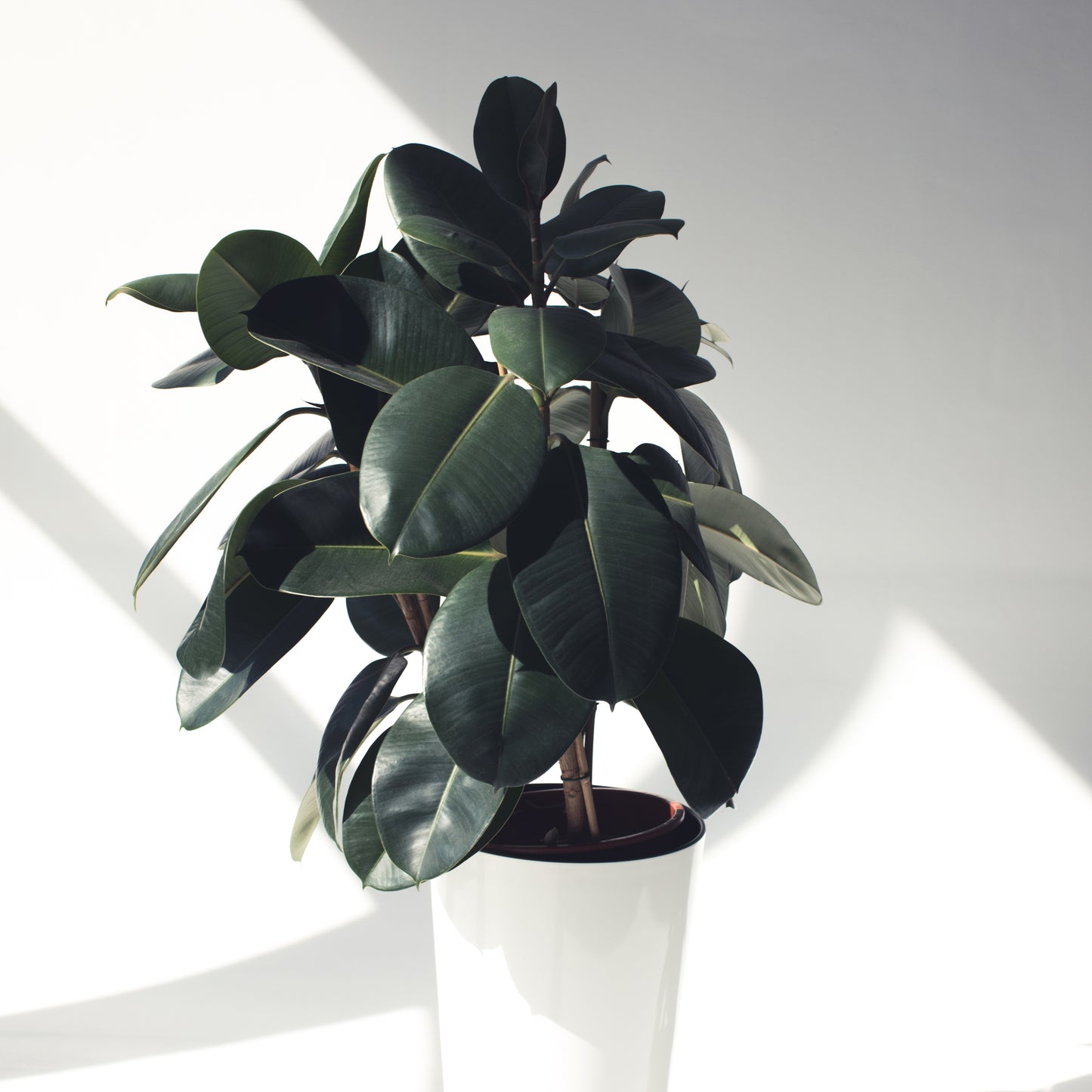 Ficus Elastica in a decorative pot