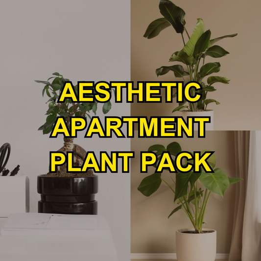Aesthetic Apartment Plant Pack