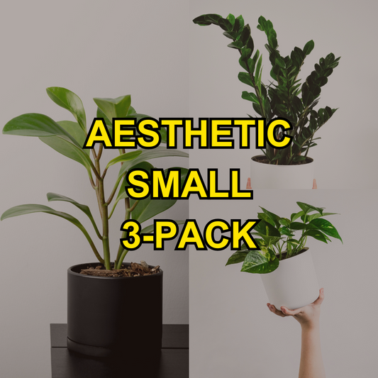 Aesthetic Small 3-Pack