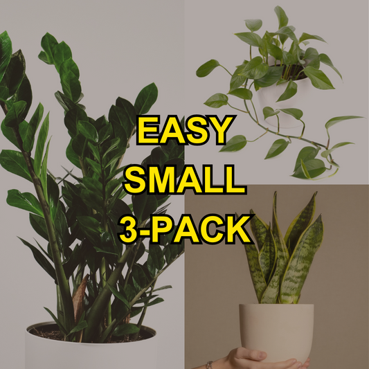 Easy Small 3-Pack