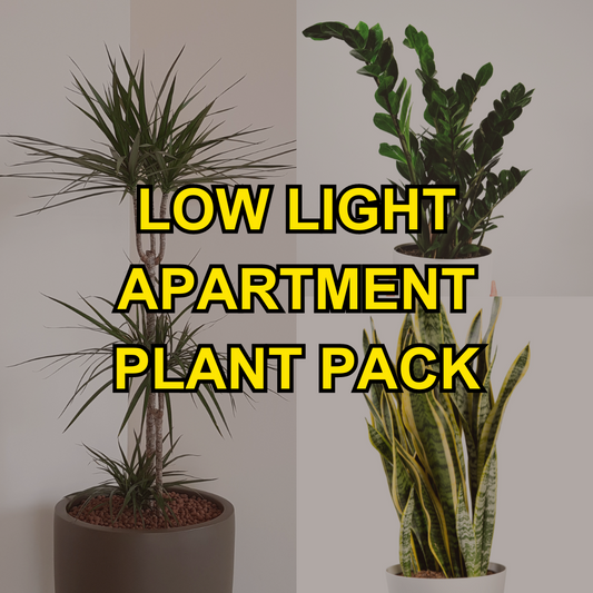 Low Light Apartment Plant Pack