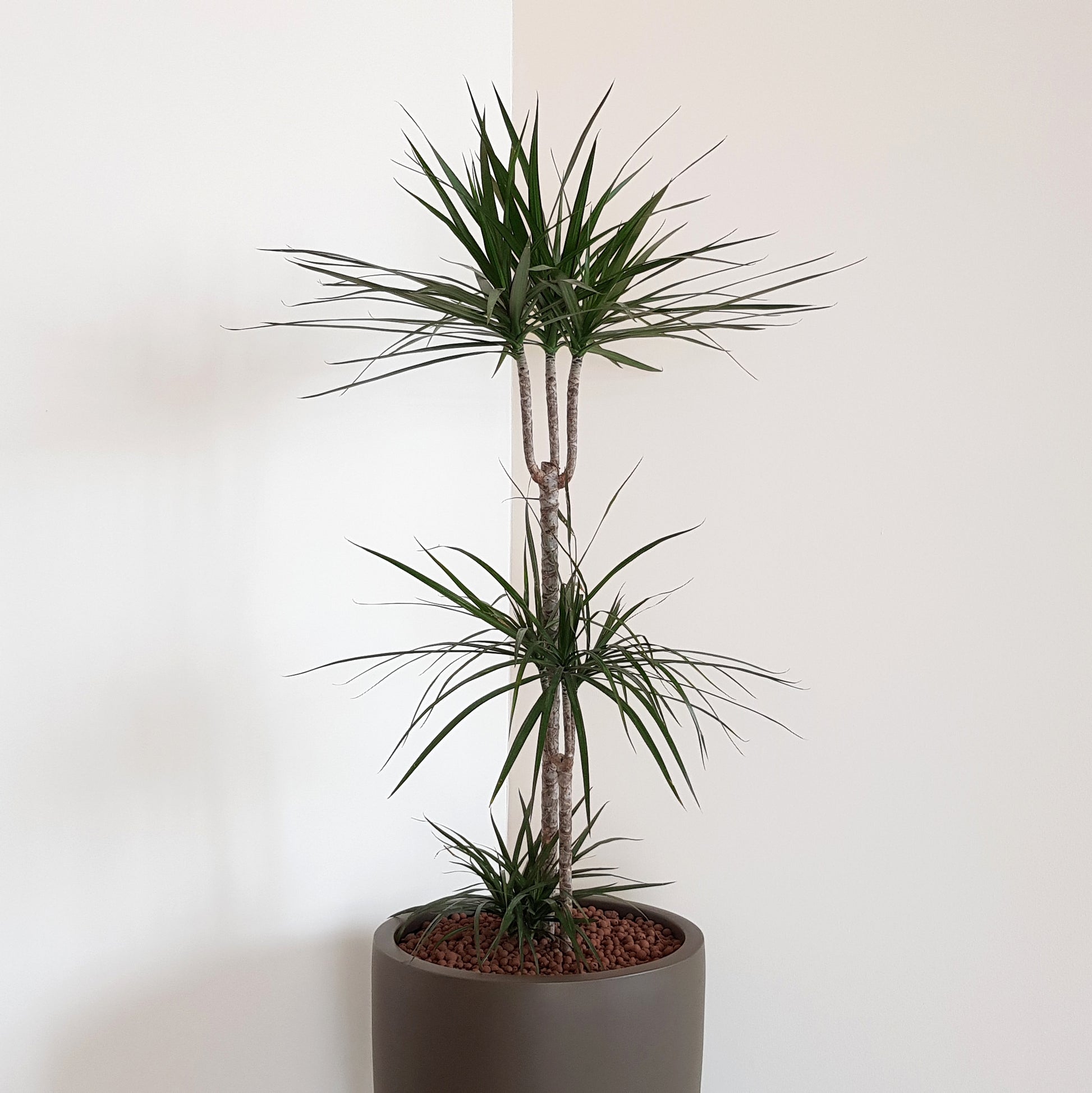 Dracaena Marginata in a decorative pot