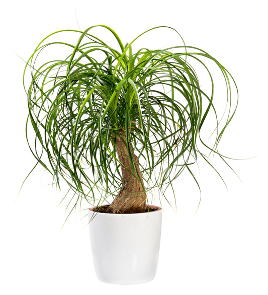 A ponytail palm in a white pot