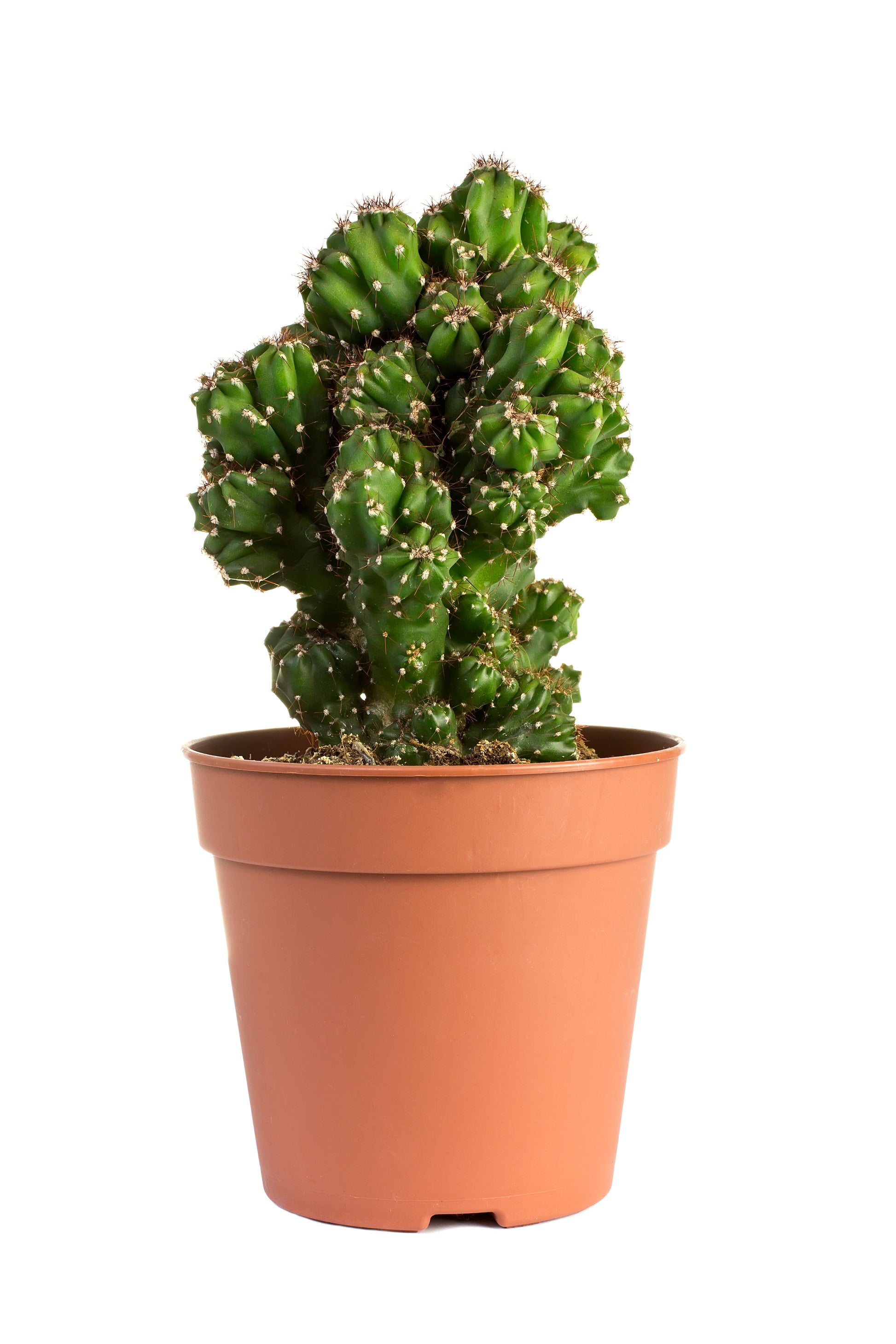 A cactus in a 4 inch nursery pot on a white backdrop 