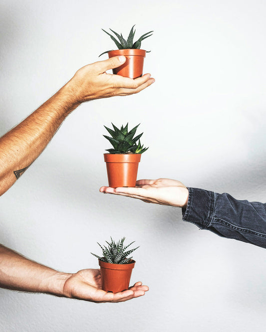 Hands holding 4 inch succulents 