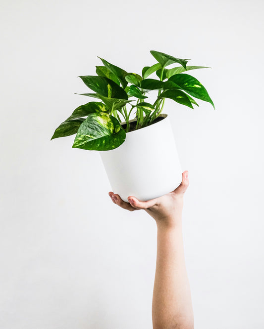 A hand holding up a pothos in a six inch pot
