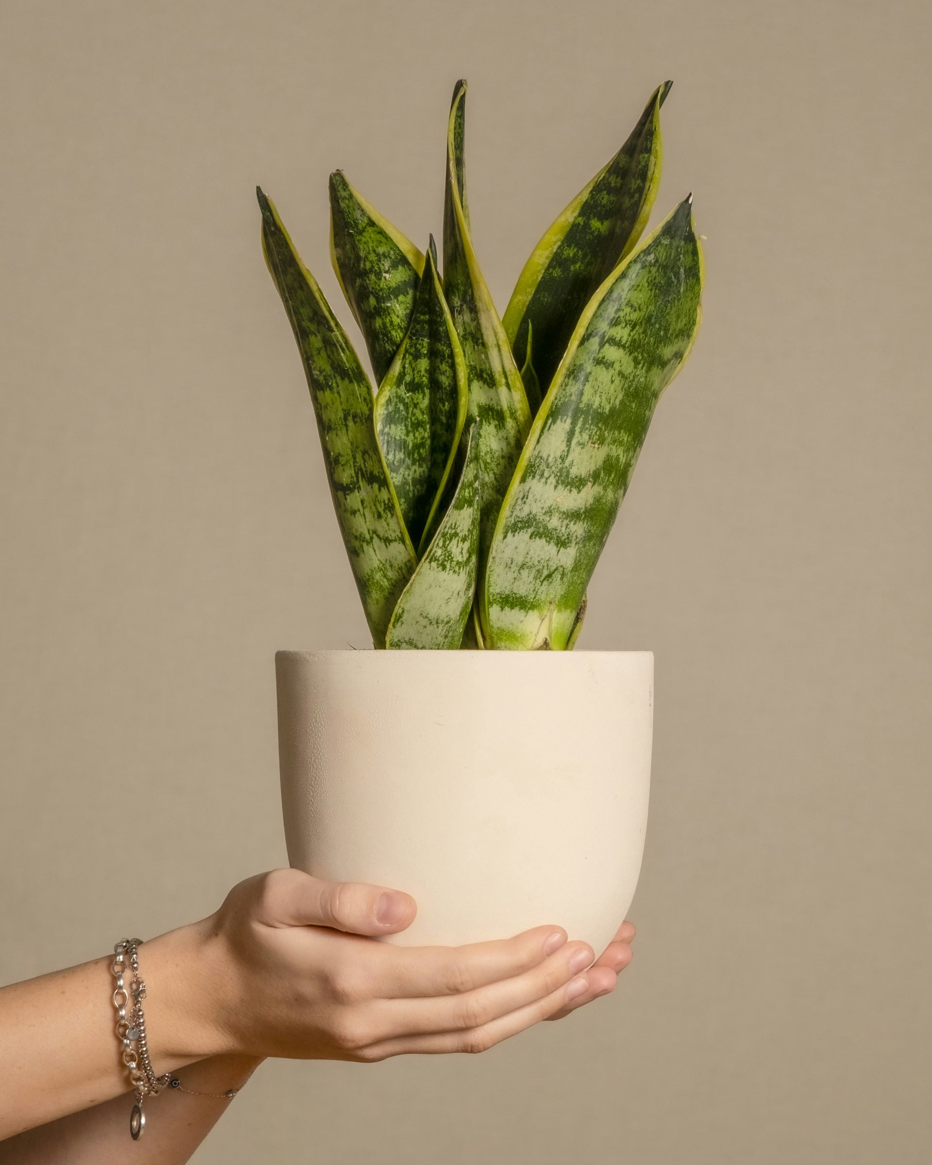 buy snake plant online canada Snake Plant – Value Plants