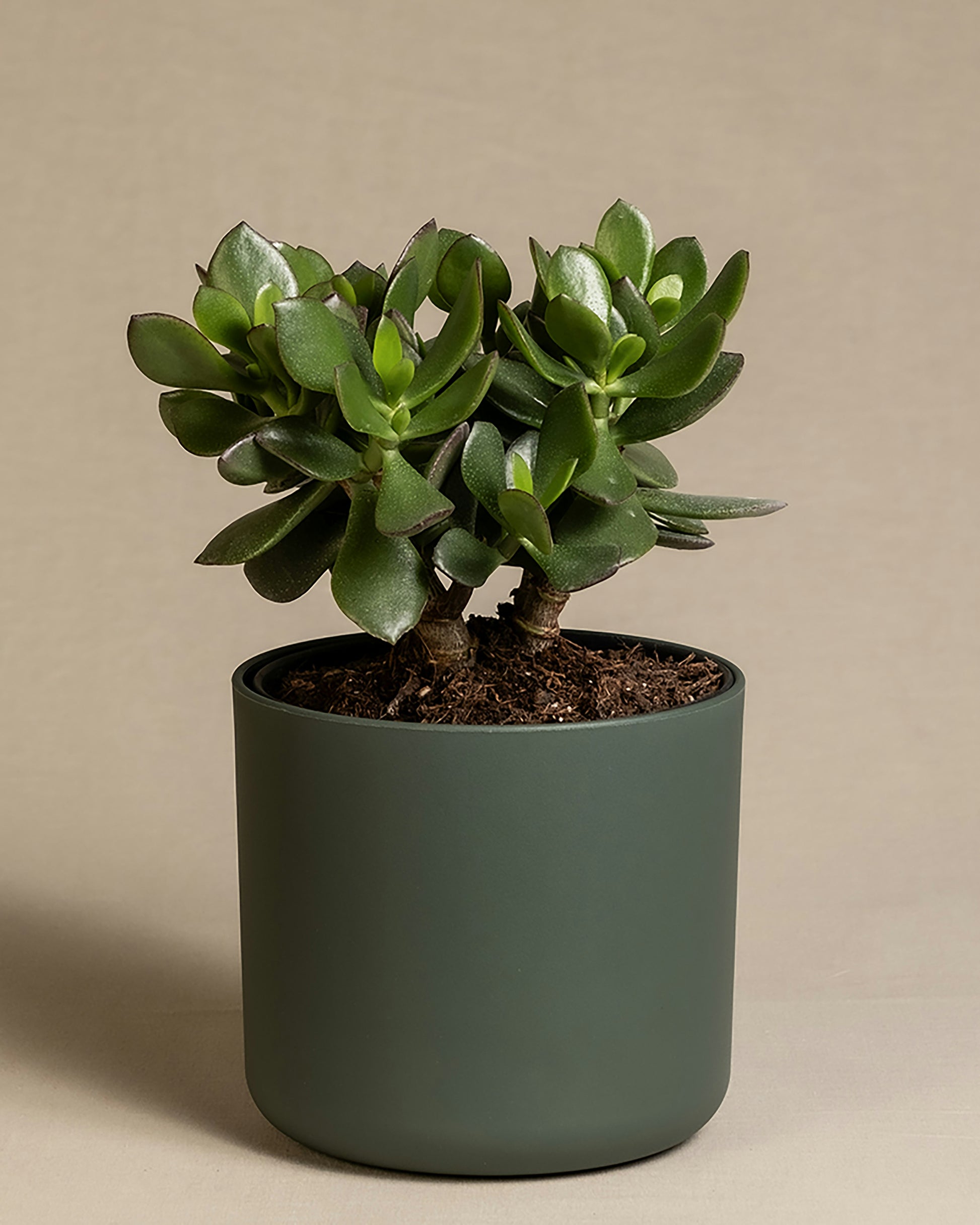 jade plant value Jade Plant – Value Plants