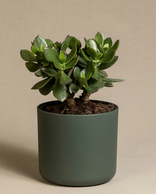 Potted jade plant 