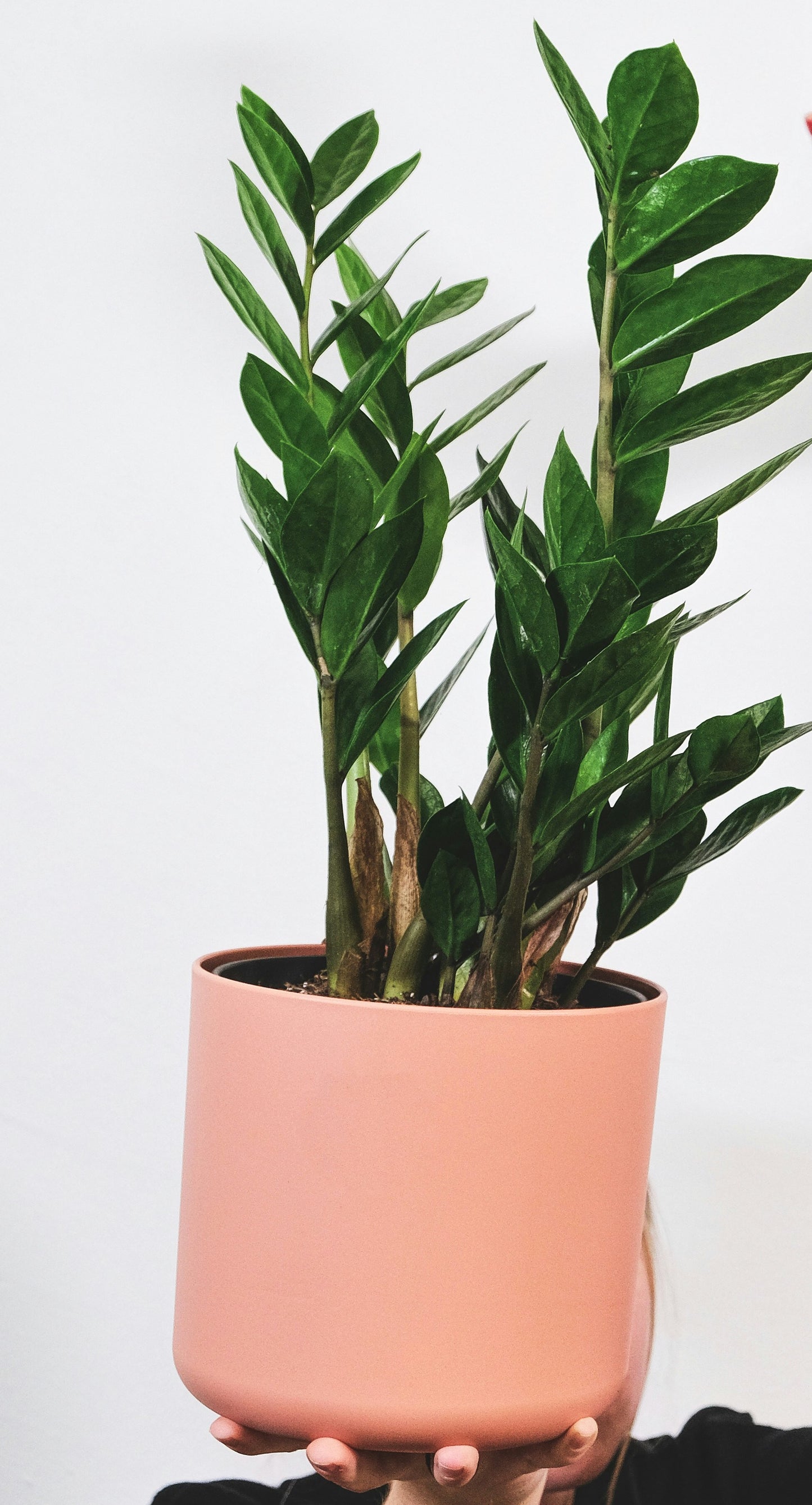 ZZ Plant