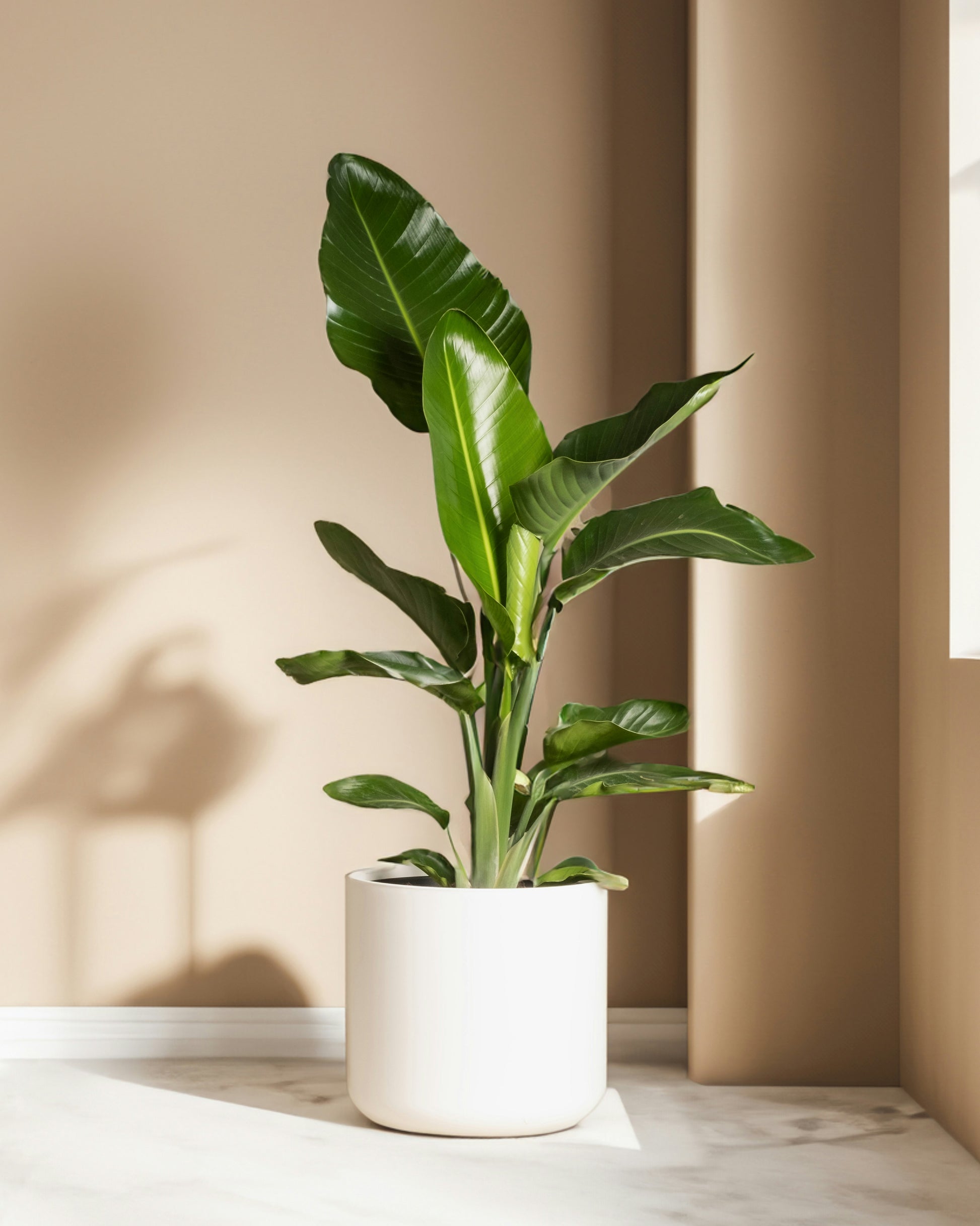Bird of paradise houseplant in a living room by a window 