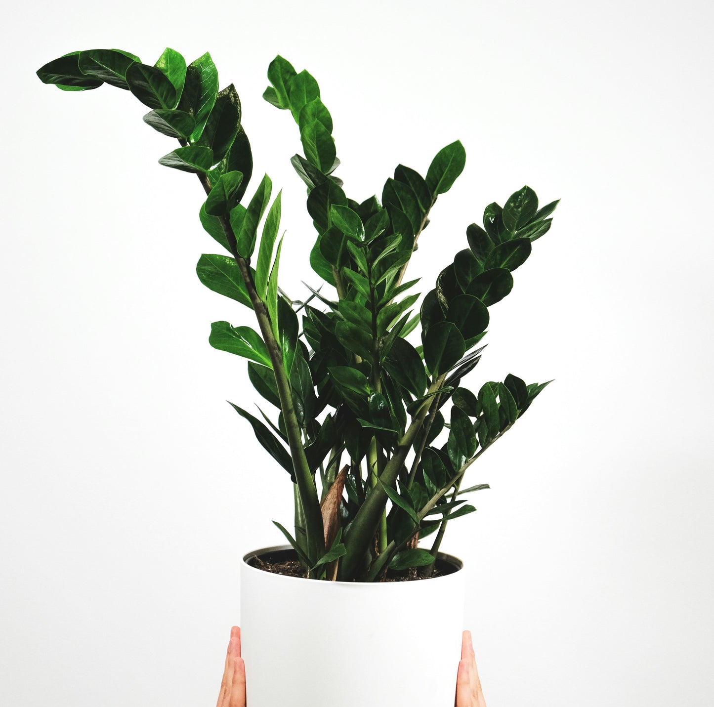 Person holding up large zz plant 