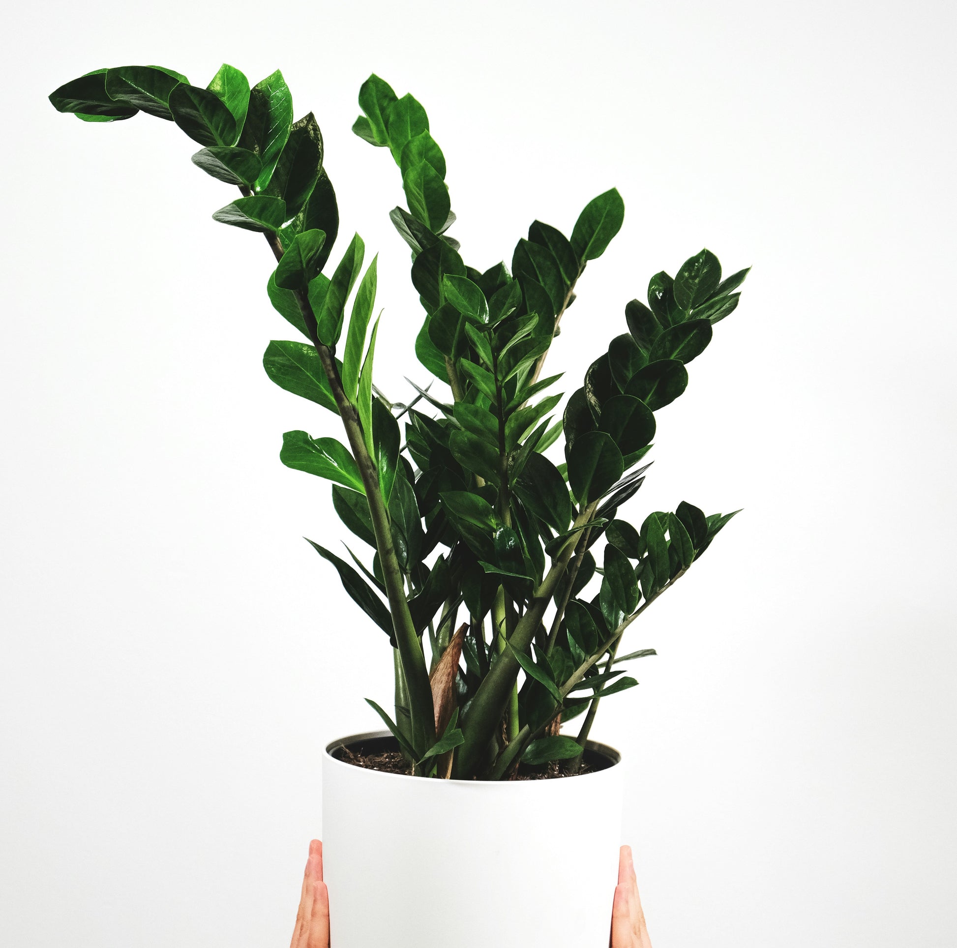 Person holding up large zz plant 