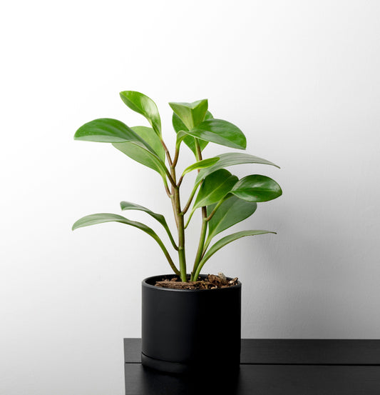 Easy small tabletop plant 