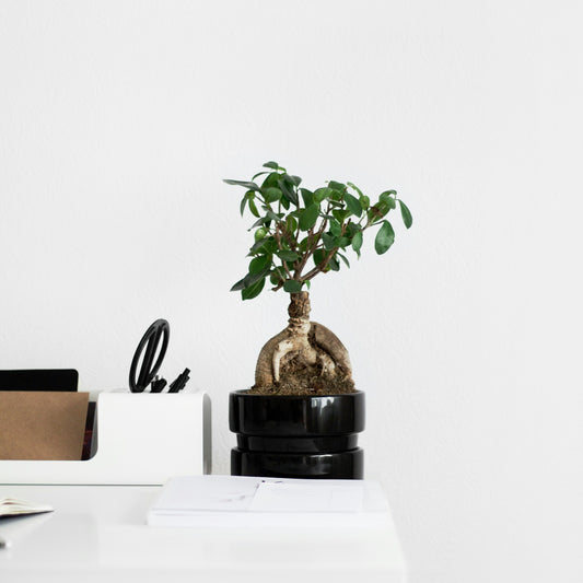 Ficus ginseng bonsai on a tabletop